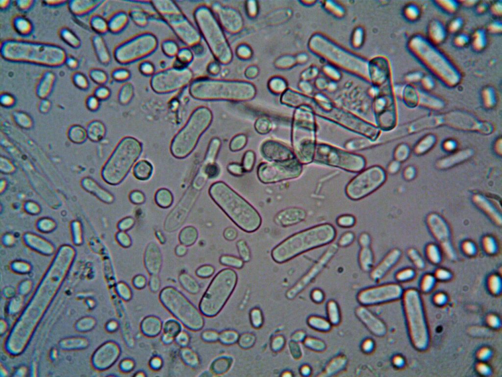 विषाणु एवं जीवाणु