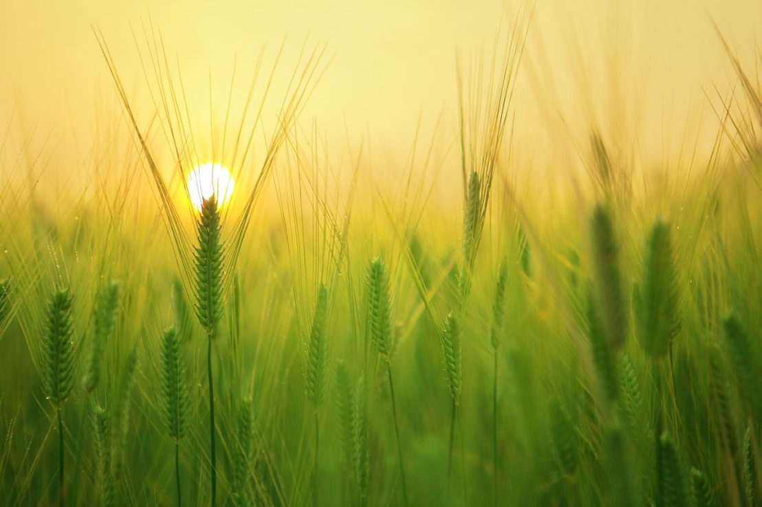 भारतीय कृषि हरित क्रांति 6 Facts 🌿
