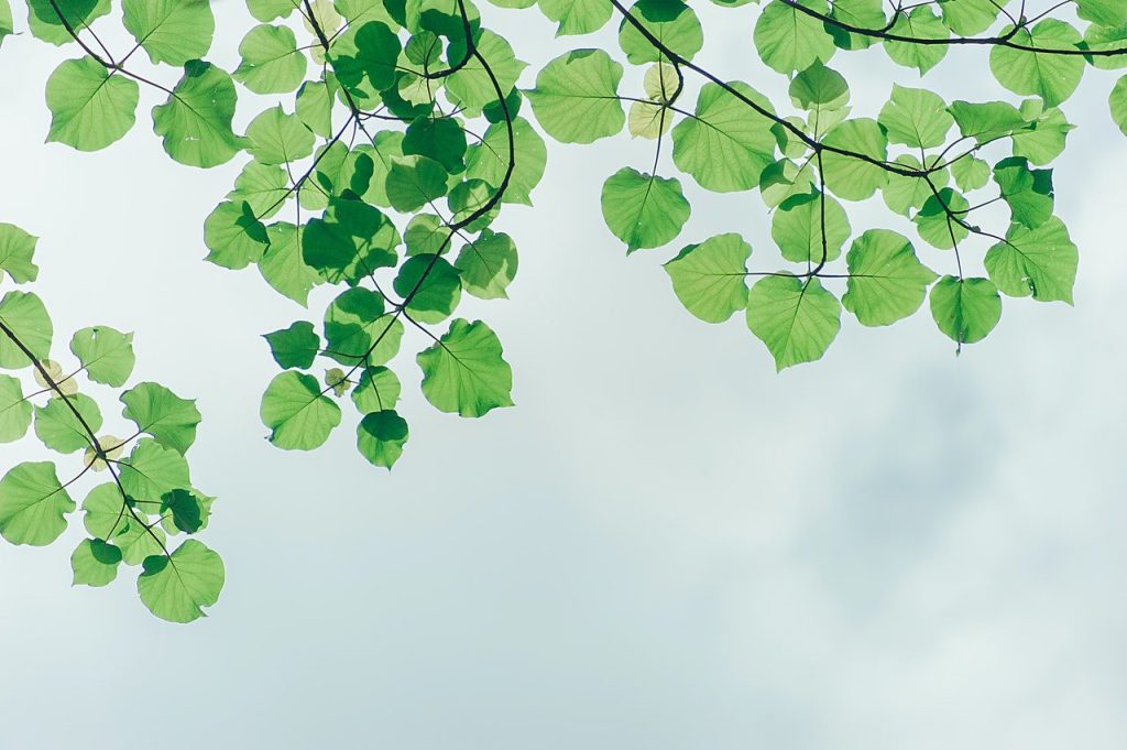Environment education